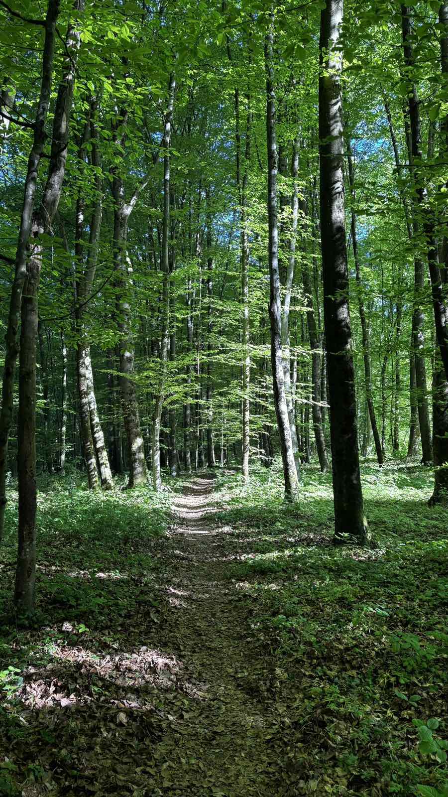 Ko ugriz klopa pusti posledice
