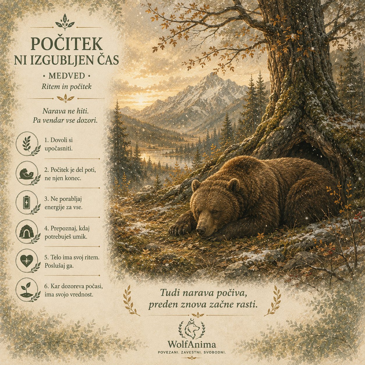 Medved – počitek ni izgubljen čas, ilustracija WolfAnima